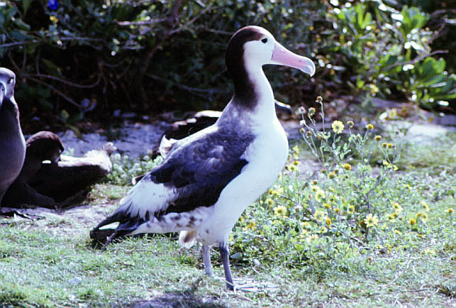 albatross Up close with the albatrosses - Nikon Z9 - Edin Whitehead
